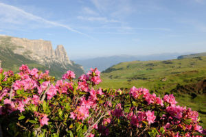 Blühende Alpenrosen vor einer traumhaften Kulisse mit dem Schlern