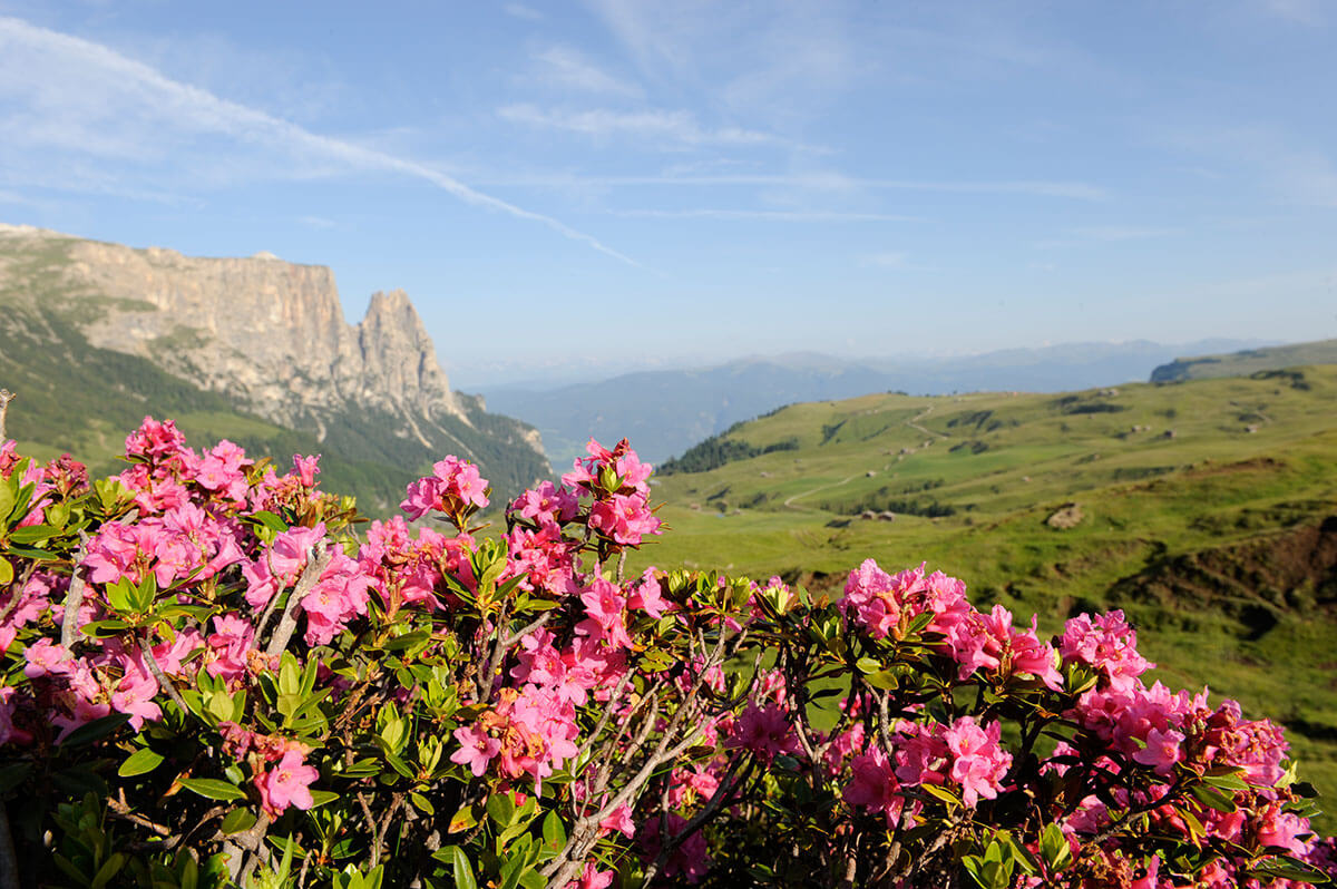 The famous Alpine roses on the Seiser Alm